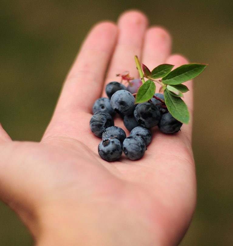 MAVİYEMİŞ (BLUEBERRY) ÇEŞİTLERİMİZ