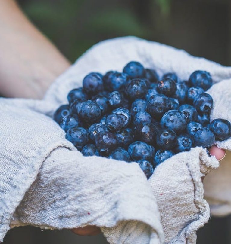 MAVİYEMİŞ (BLUEBERRY) ÜRETİMİ NASIL YAPILIR?