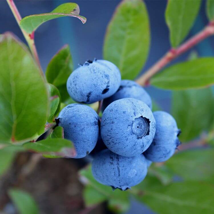 yaban-mersini-fidanı-blueberry