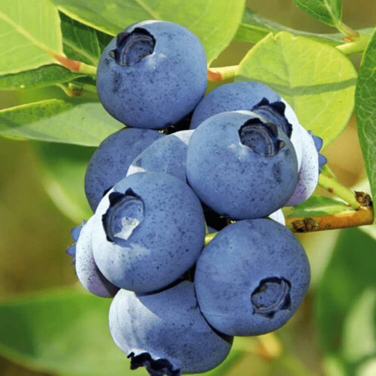 bluberry-fidanı-bluecrop