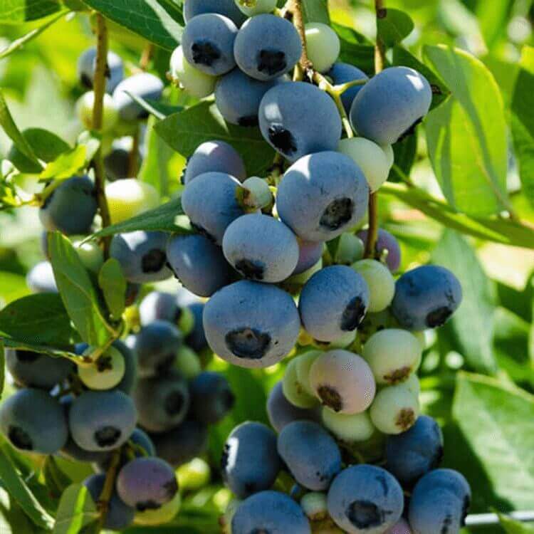 blueberry-fidanı-earliblue