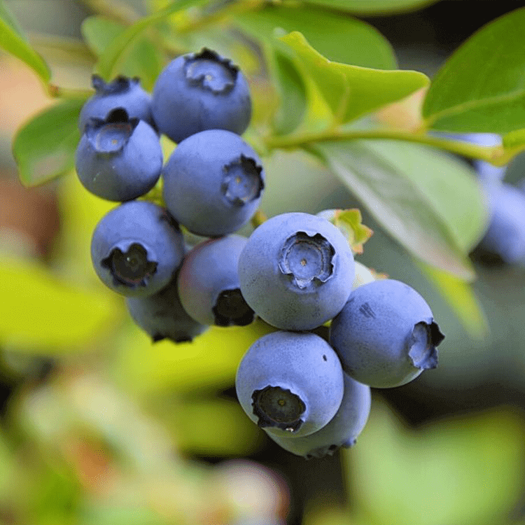 blueberry fidanı elliott