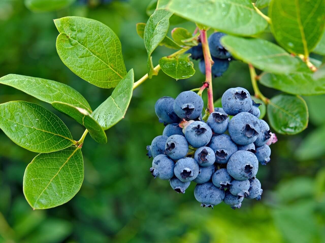 blueberry-meyvesi