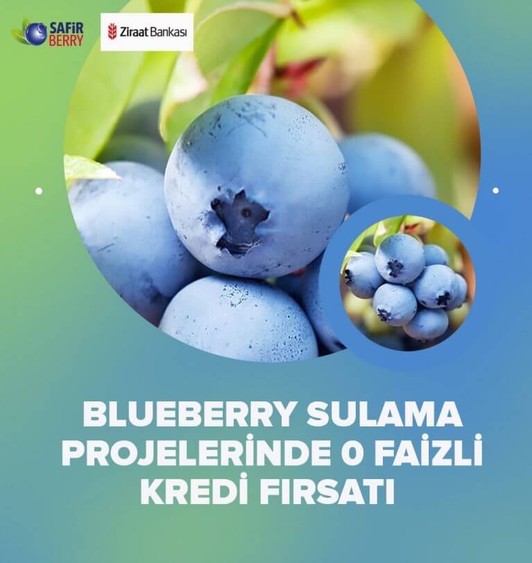 Blueberry Sulama Projelerinde 0 Faizli Kredi Fırsatı