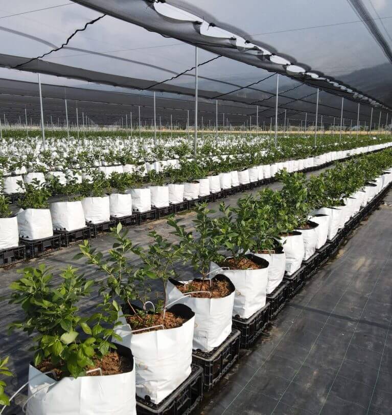 Blueberry Bahçeleri Daha Kolay Sulanacak