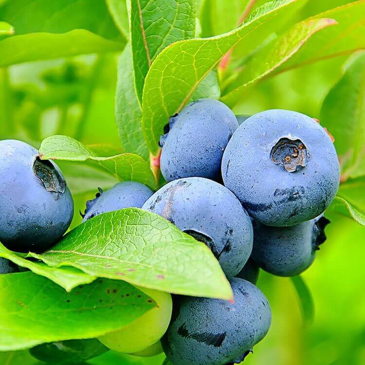 bluegold-blueberry