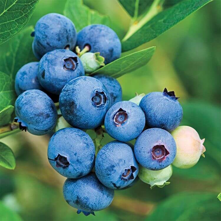 jubilee-blueberry