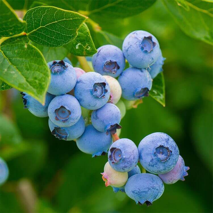 legacy-blueberry
