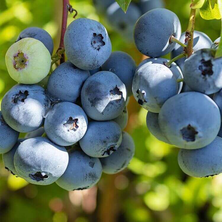 toro-blueberry